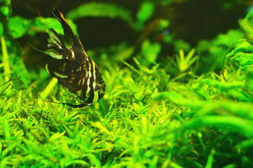 A striped fish floats deep into the algae
