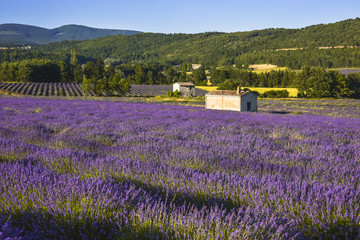 Blossoming lavender field in soft evening light near Sault, Provence, France, panorama with hut