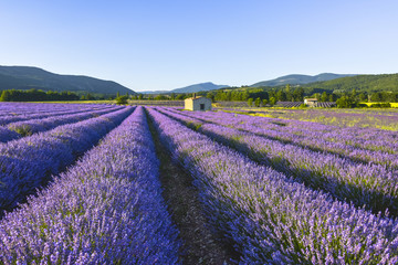 Naklejka na ściany i meble Dreamy flowering lavender scenery near Sault, Provence, France, soft light in the evening