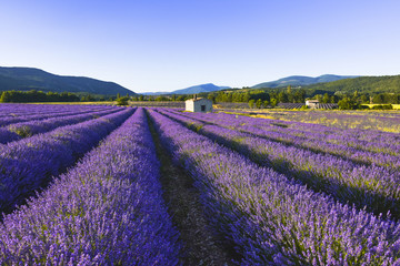 lavender field in dreamy light with landscape at sunset time near Sault, Provence, France, golden hour in the evening