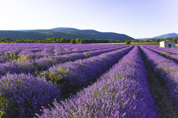 Naklejka na ściany i meble lavender field with intensive bright colour Sault, Provence, France, landcsape panorma in the evening sunlight