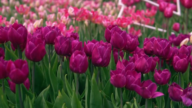 Amazing puple and pink tulips in the orangery. Diversity of tones of pink color.