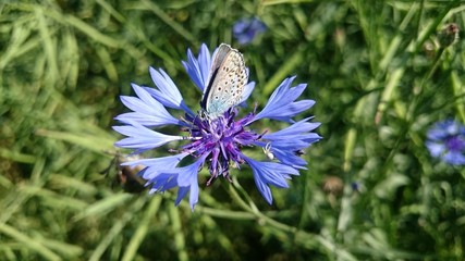 motyl na kwiatku © Piotr