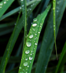 Closeup of water drops on grass after a rain.