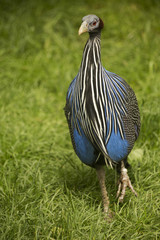 Vulturine guineafowl (Acryllium vulturinum).