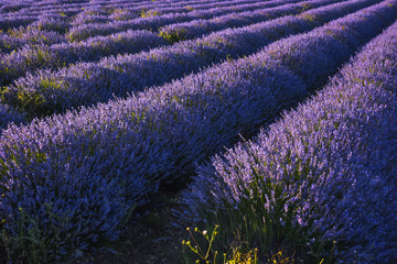 Obraz na płótnie Canvas lavender field in dreamy light near Sault, Provence, France, higher view to the rows