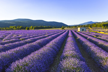 Fototapeta na wymiar lavender landscape with mountainscape and hut, Provence, France