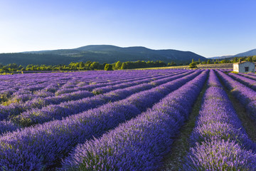 Fototapeta na wymiar Long rows of blossoming lavender with hillscape, Provence, France