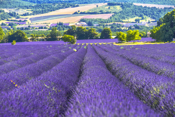 Fototapeta na wymiar large lavender field of the Provence with trees and hillscape, France