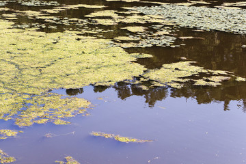 Closeup of an algal bloom in a small body of freshwater suffering from severe eutrophication.