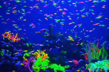 Fototapeta na wymiar Many small bright cortical fishes in pure blue water