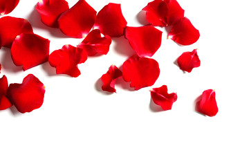 Red rose petals on white background, top view