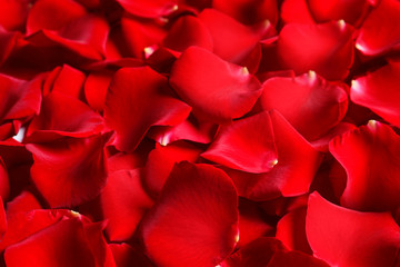 Naklejka premium Beautiful red rose petals as background, closeup