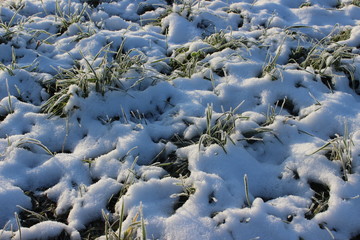 snow on the green grass