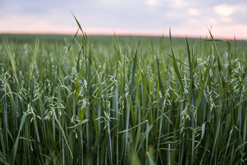 Green oat ears of wheat growing in the field in evening suset sky. Agriculture. Nature product.