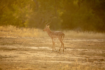 Impala in golden afternoon light