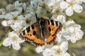 Tortoiseshell Butterfly on blossom