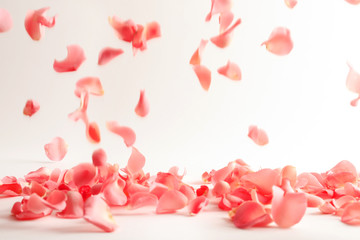 Beautiful rose petals falling on light background