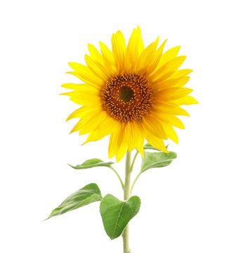 Beautiful bright yellow sunflower on white background