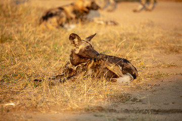 Wild Dog laying curled up in warm afternoon glow.