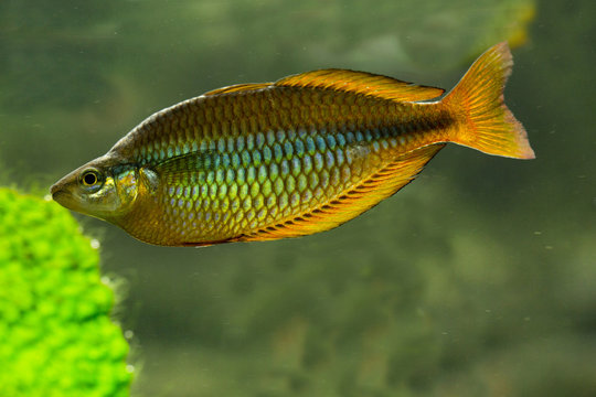 The Lake Tebera rainbowfish (Melanotaenia herbertaxelrodi) is a species of fish in the Melanotaeniidae family endemic to Papua New Guinea.