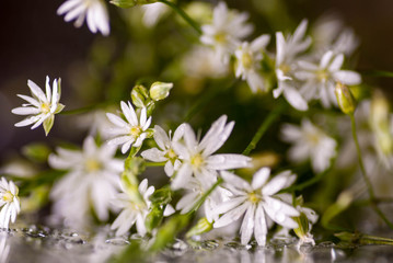 white macro flowers with water drops