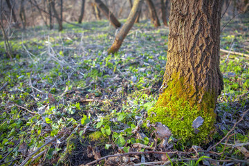 Fototapeta premium early spring nature