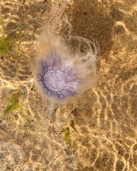 The Jellyfish