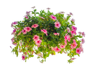 Pink flowering petunia.
