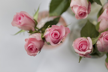 Fototapeta premium pink roses, flowers