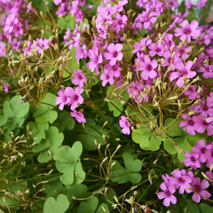 Clover (Genus Trifolium) with heart-shaped leaves as a symbol of luck and small pink flowers