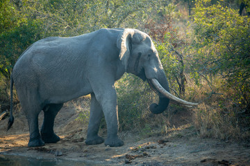 Large tusked elephant bull