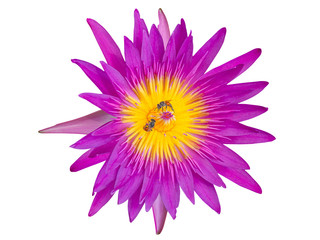 The pink lotus , Focus on pollen of lotus. (clipping path)