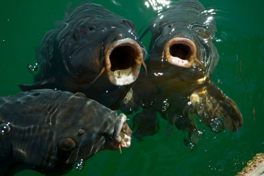 Fisch karpen mit offenen maul im see