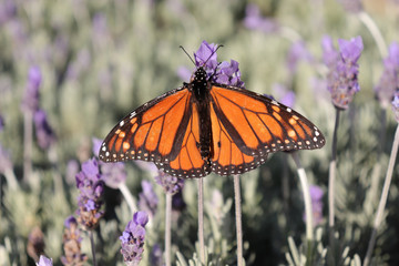 Orange Monarch Butterfly on Lavendar