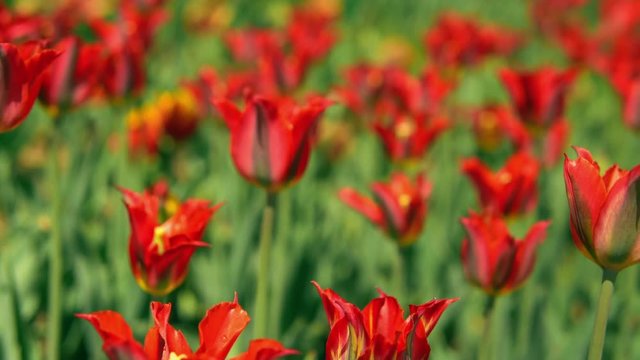 Lovely garden of red flowers. Morning sunlit on odorous plants.