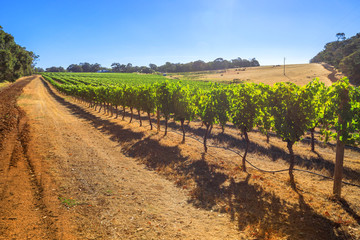 Fototapeta na wymiar Rows of white grapes in one of many vineyards. Margaret River is a Wine Region in Western Australia, popular for wine tasting tours. Copy space. Daylight.