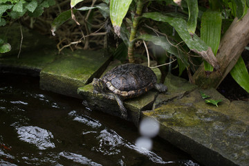 Turtle