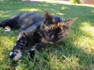 Katze