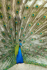 Naklejka premium Peacock Open in Madrid, Spain