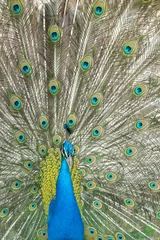 Fotobehang Peacock geopend in Madrid, Gemeenschap van Madrid, Spanje © martinscphoto