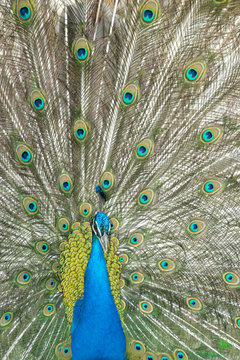 Peacock Opened in Madrid, Community of Madrid, Spain