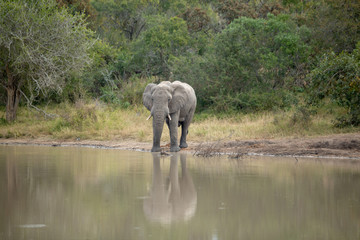 Fototapeta na wymiar Elephant Bull Drinking water