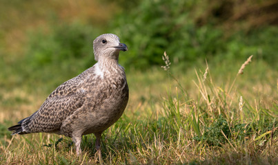 Raubmöwe Skua mit Textfreiraum