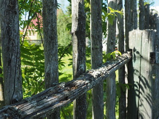 fence forest