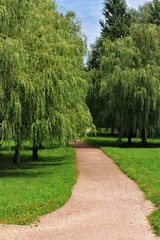 weeping willow