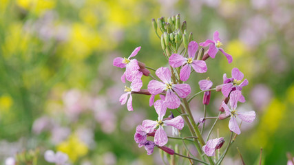 Macro of pink flower cabbage blooming with out of focus nature field as background