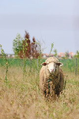 Cute sheep staring at camera