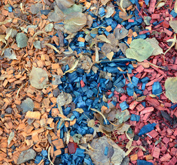 Colored mulch of colored wood chips with autumn leaves.