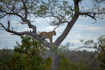 Fototapeta na wymiar Leopard prone in a tree